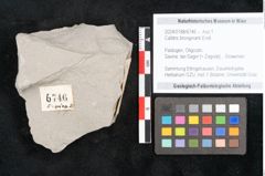 Foto (Objekt + Etikett) von Callitris brongniartii Endl. (NHMW-GEO-2024-0188-6746)